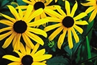 in bloom note card