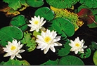in bloom note card
