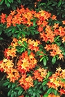 in bloom note card